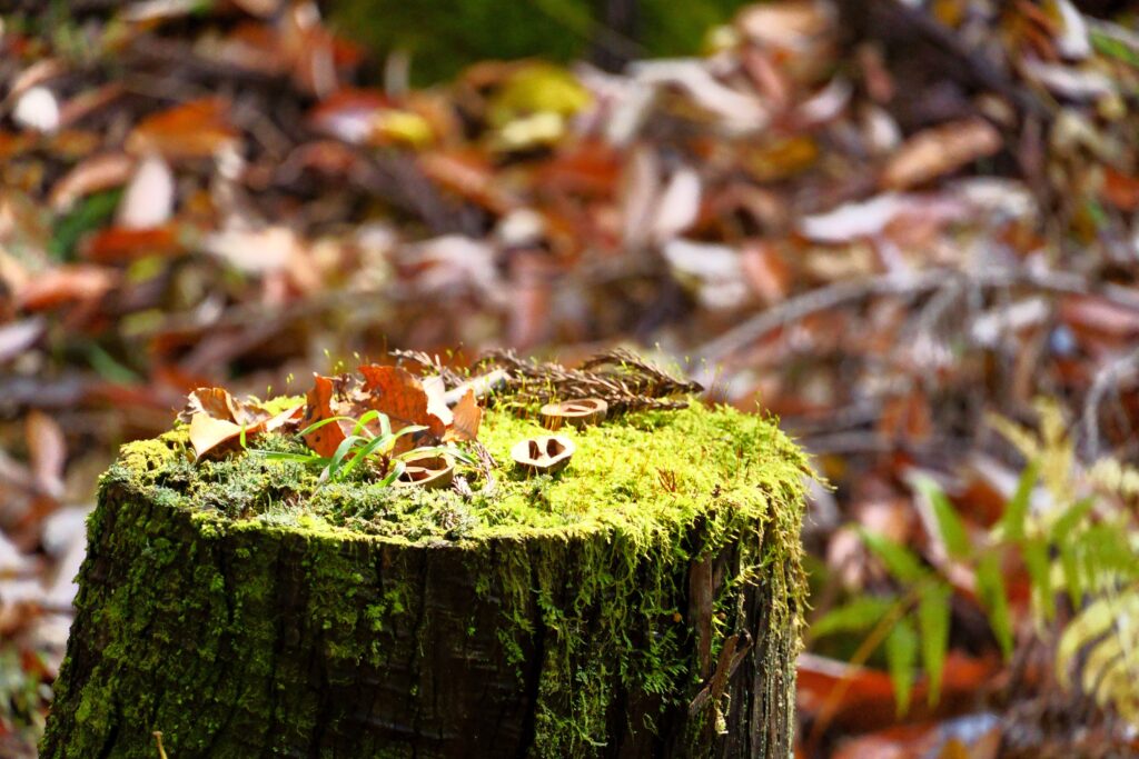 苔むした切り株の画像
